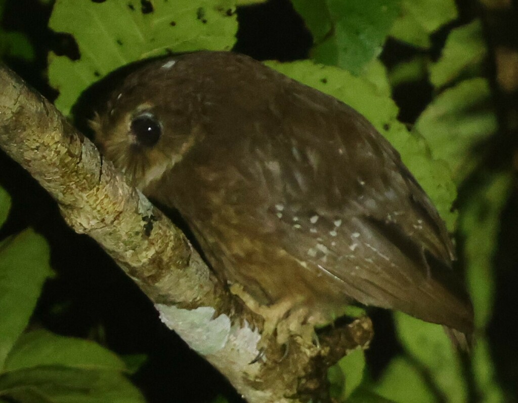 Makira Owl (Athene roseoaxillaris) photo