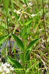 Asclepias pratensis