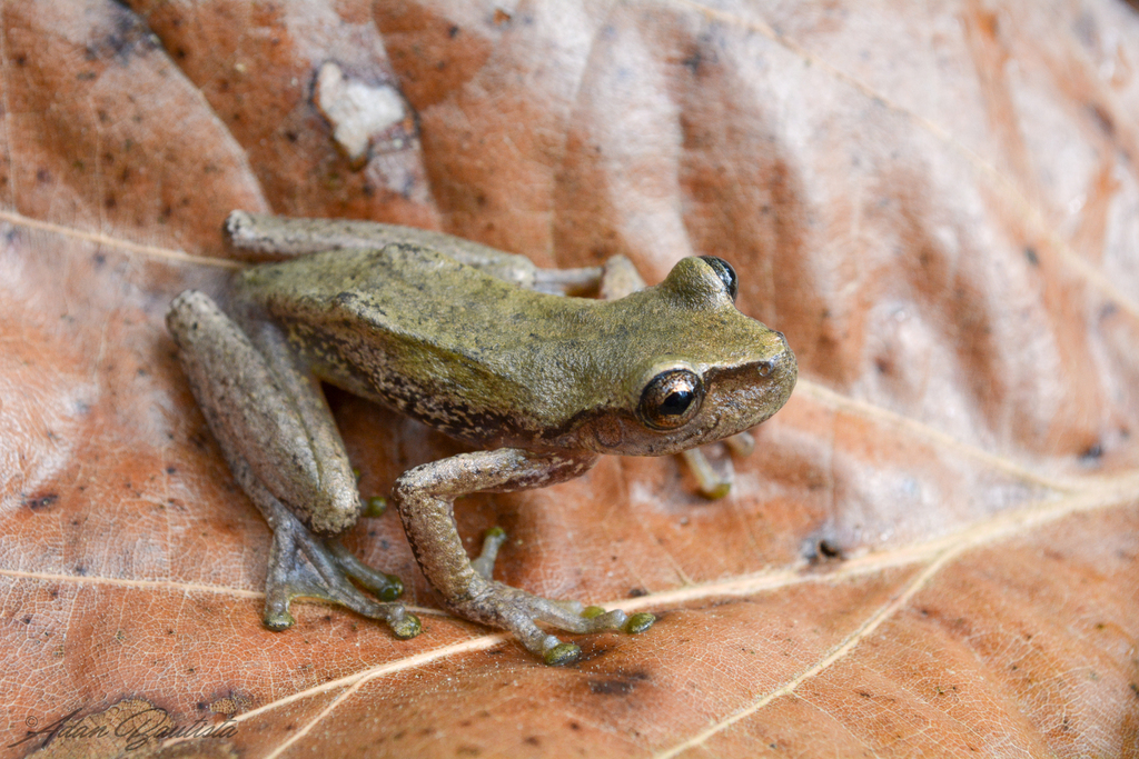 Golden Treefrog
