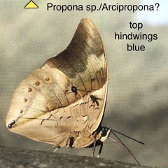 Archaeoprepona chromus chromus