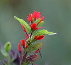 Castilleja nubigena