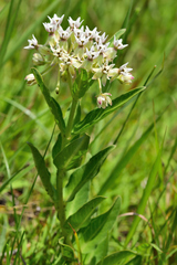 Asclepias pratensis