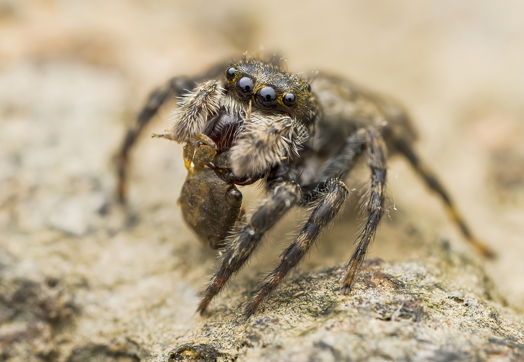 Diplocanthopoda marina
