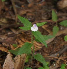 Veronica notabilis