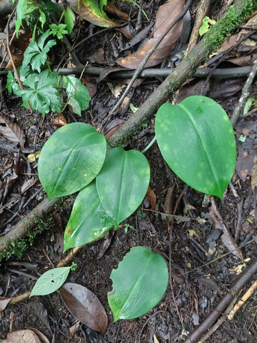 Urceolina subedentata