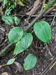 Urceolina subedentata