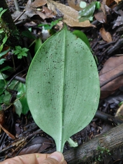 Urceolina subedentata, photograph Daniel Mesa, CC BY, iNaturalist via GBIF