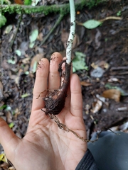 Urceolina subedentata, photograph Daniel Mesa, CC BY, iNaturalist via GBIF