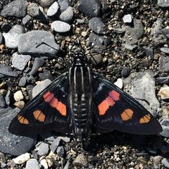 Mimoniades versicolor eupheme