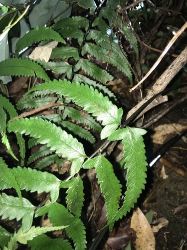 Image of Big-Ear Twinsorus Fern (Diplazium wichurae) by no rights reserved