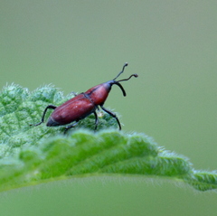 Rhodobaenus sanguineus