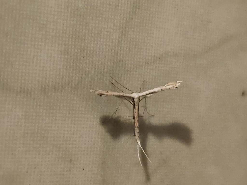 Exelastis luqueti