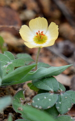 Kallstroemia rosei