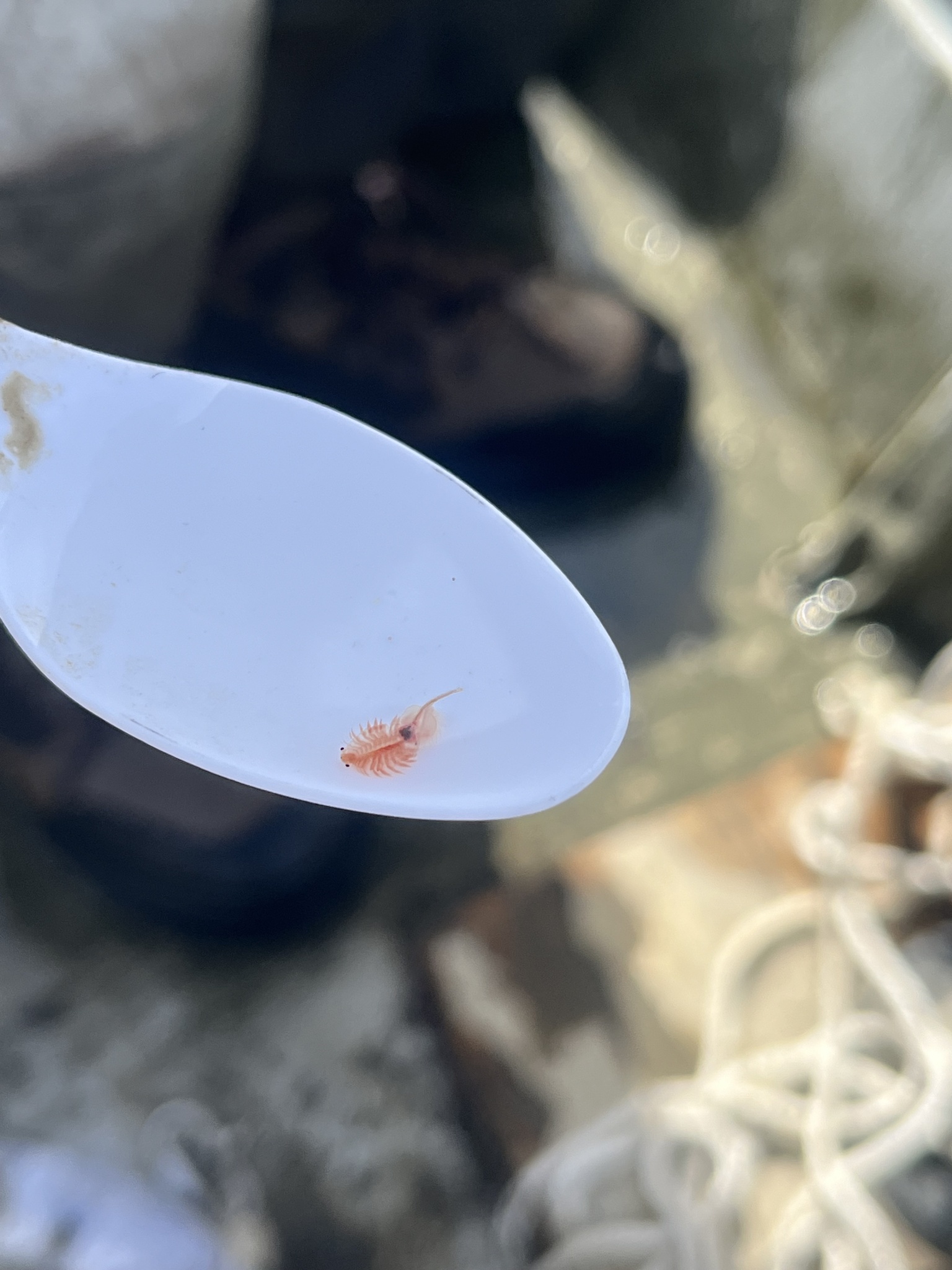 Artemia monica Verrill, 1869