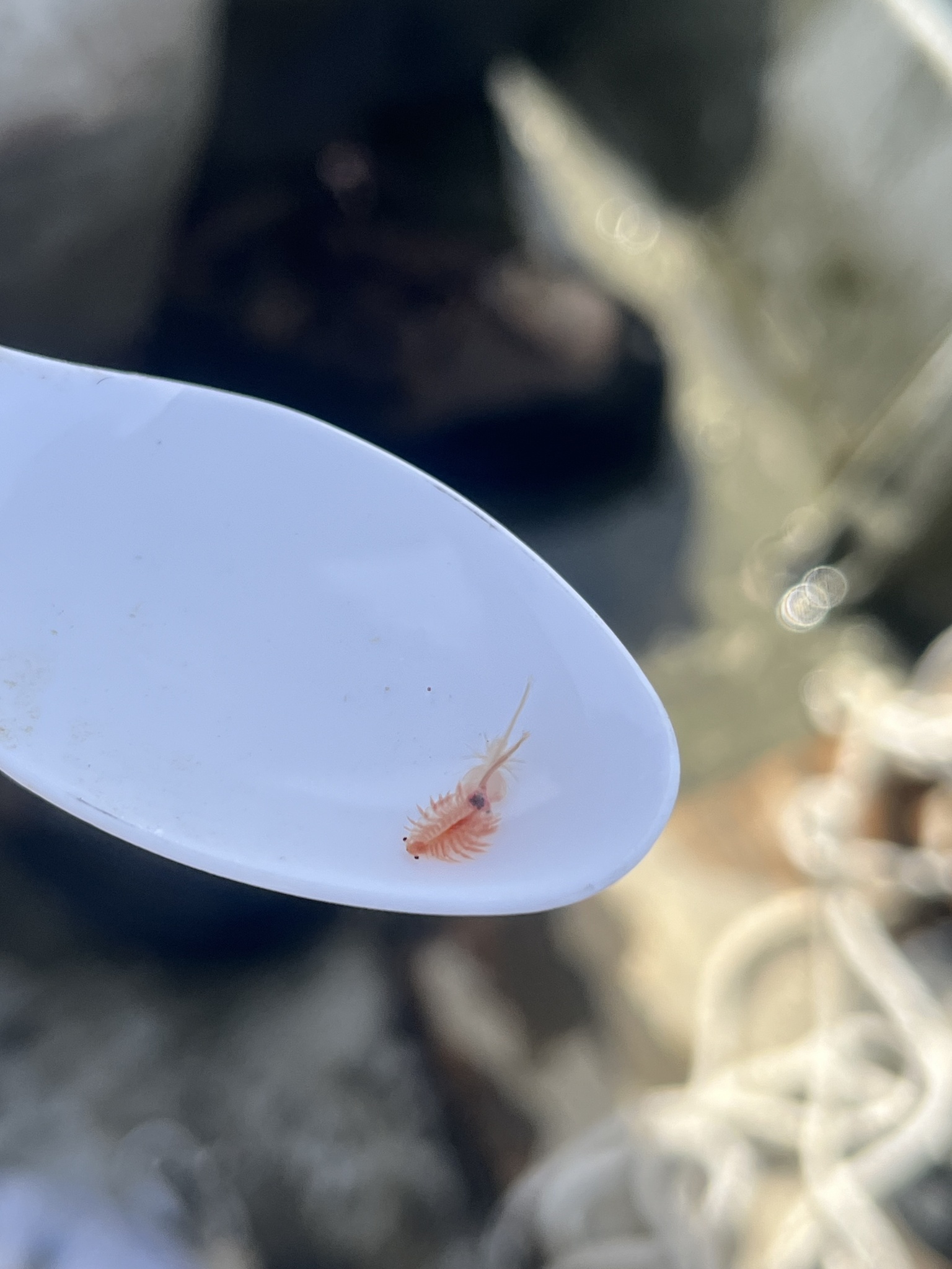 Artemia monica Verrill, 1869