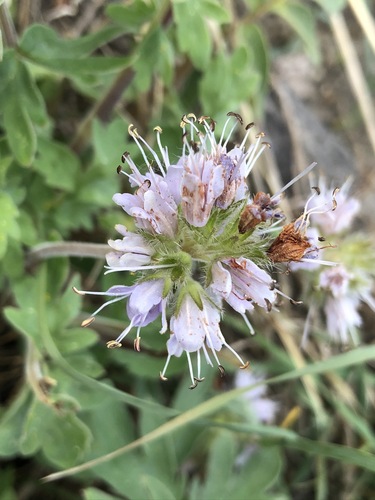Image of Hydrophyllum occidentale by (c) Kyle Elshoff, some rights reserved (CC BY)