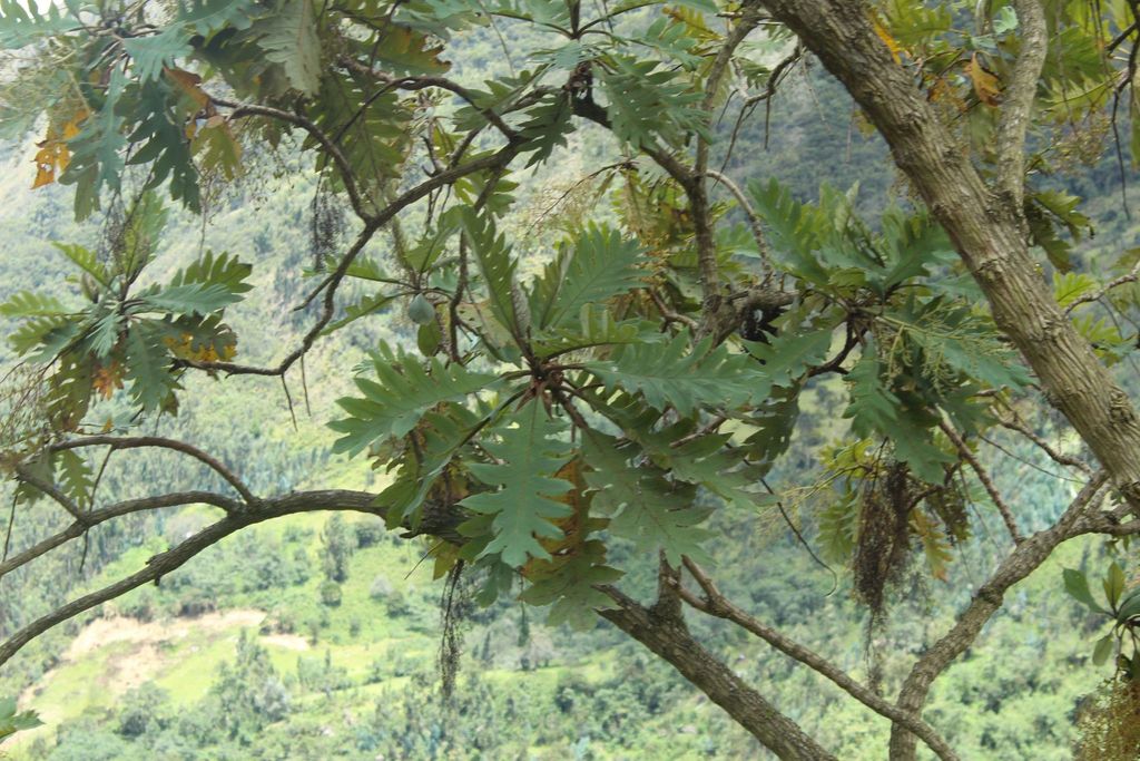 Parrotweed (Bocconia frutescens)