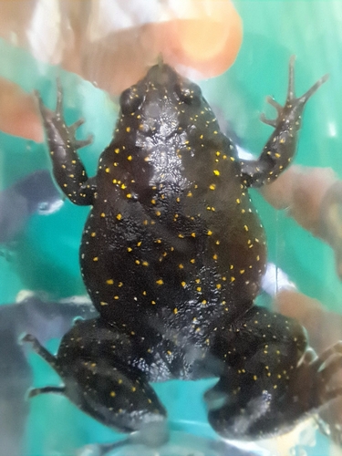 Callulops kampeni