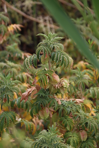 Image of Melianthus comosus by (c) Tony Rebelo, some rights reserved (CC BY-SA)