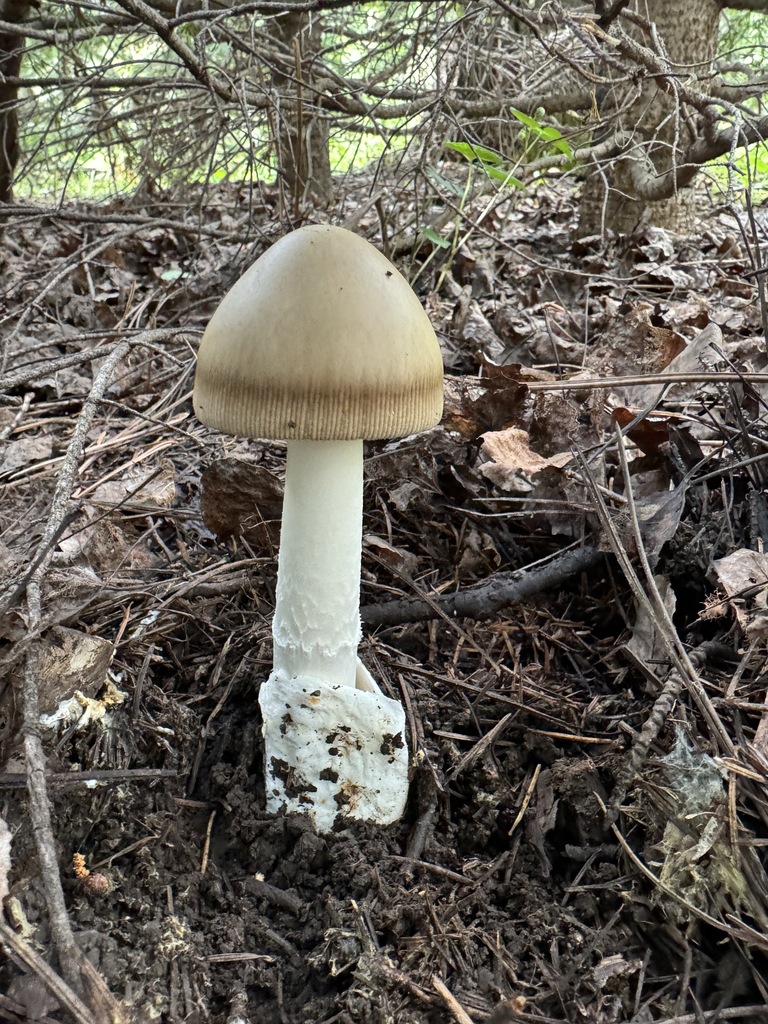 Amanita sp. 'castellae'