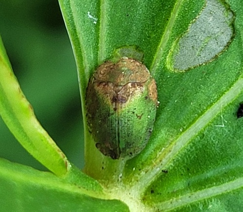 Rhytidocassis