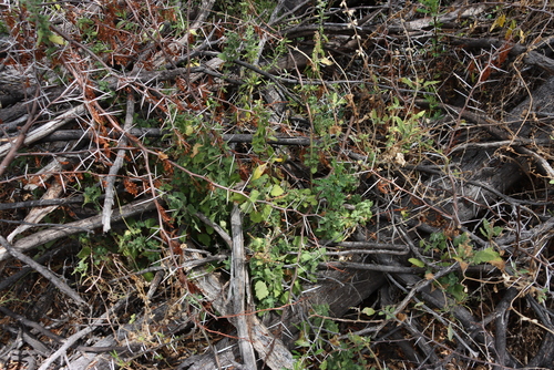Image of Pseudodictamnus africanus by (c) Tony Rebelo, some rights reserved (CC BY-SA)