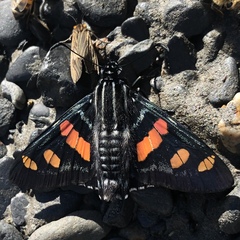 Mimoniades versicolor eupheme