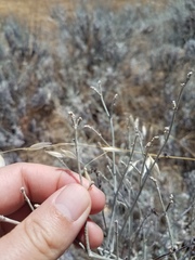 Eriogonum wrightii trachygonum