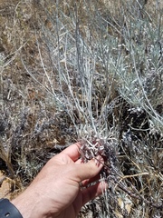 Eriogonum wrightii trachygonum