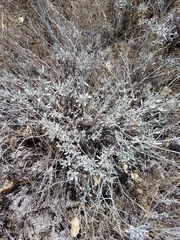 Eriogonum wrightii trachygonum