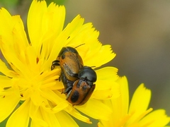 Cryptocephalus rugicollis