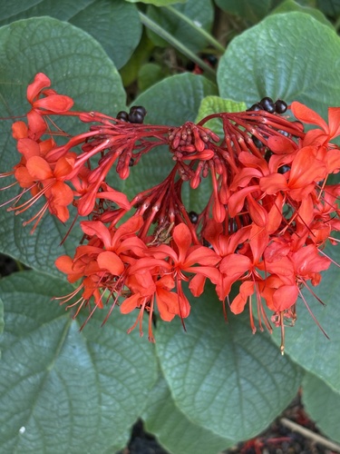 Clerodendrum speciosissimum observed 2024-11-11