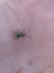 Calomycterus setarius