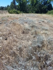 Eriogonum wrightii trachygonum