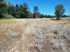 Eriogonum wrightii trachygonum