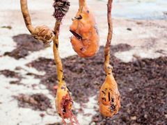 Pyura gibbosa