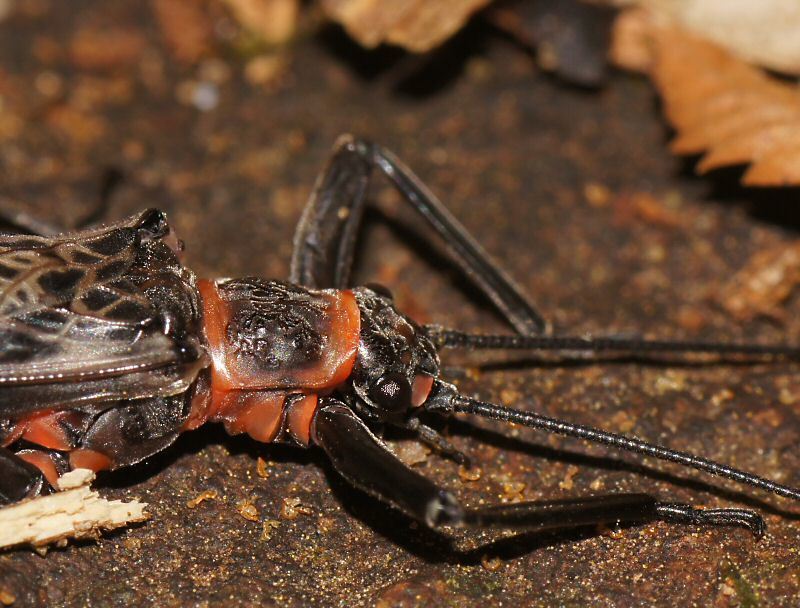 Eusthenia venosa