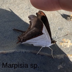 Marpesia zerynthia