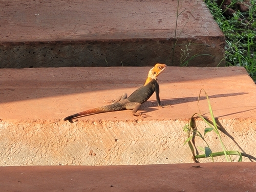 Peters's Rock Agama