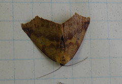 Antepione thisoaria