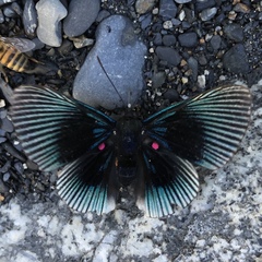 Lyropteryx apollonia