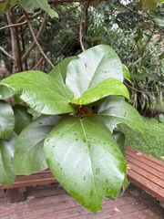 Ficus triloba
