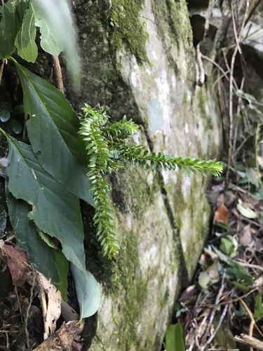 Huperzia fordii iNat (2)