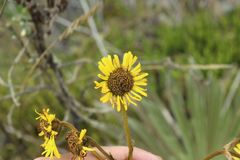Espeletia boyacensis