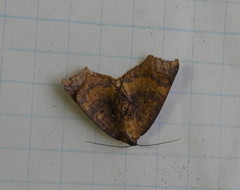 Antepione thisoaria