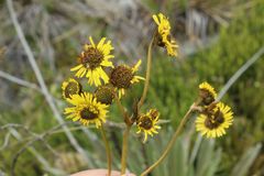 Espeletia boyacensis