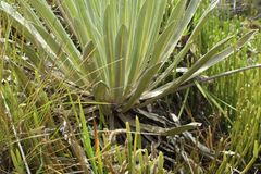 Espeletia boyacensis
