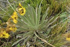 Espeletia boyacensis