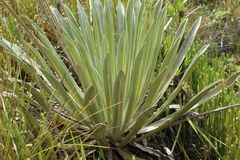 Espeletia boyacensis