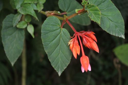 Begonia ferruginea L.fil.
